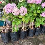 Hortênsias - Excelente Qualidade