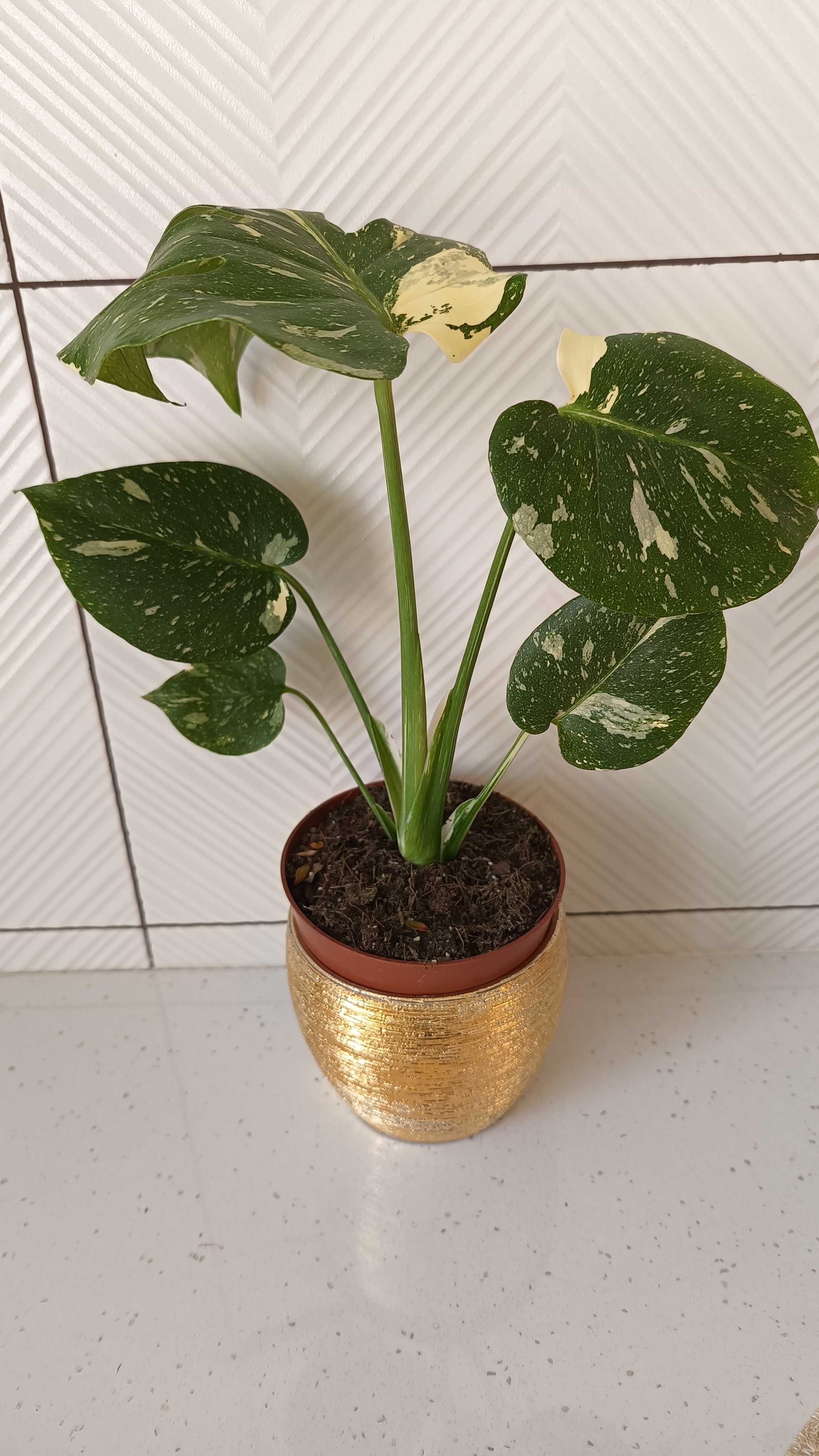 Monstera Thai Constellation
