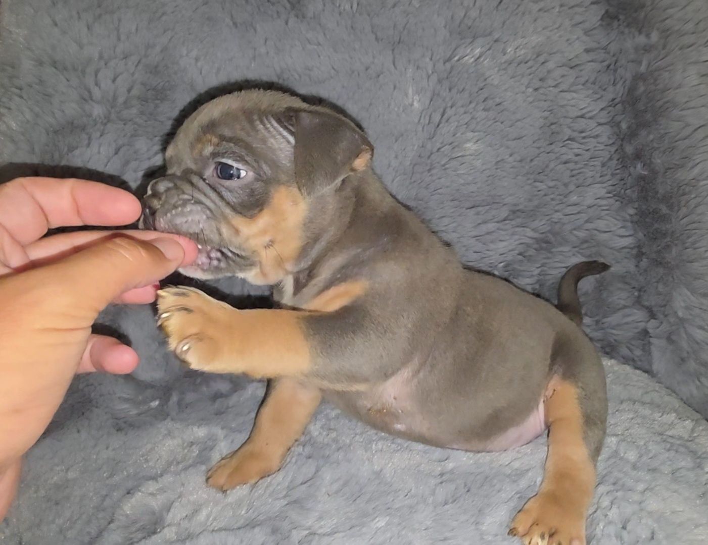 Negociável American bully pocket