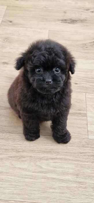 Pomapoo,  suczka,  czarna