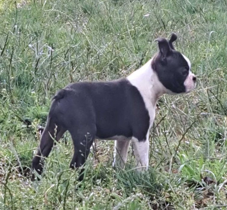 Boston terrier, szczenię, metryka ZKwP - zapowiedź