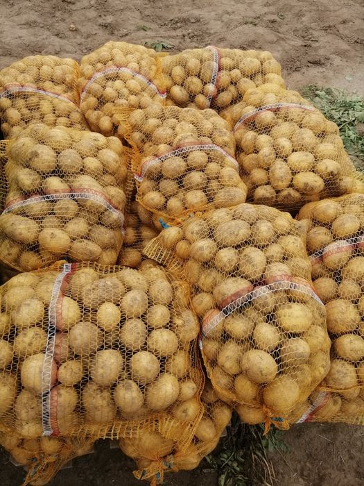 Ziemniaki odmiana Gala