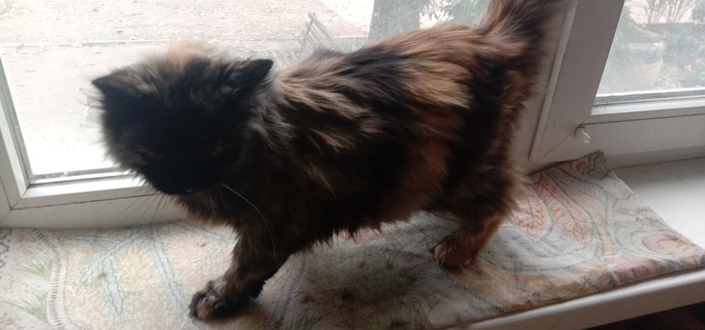 Много разных котят. Котята бесплатно. Котенок даром. Кот. Кошка.