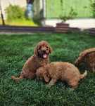 Goldendoodle f1b mini piesek