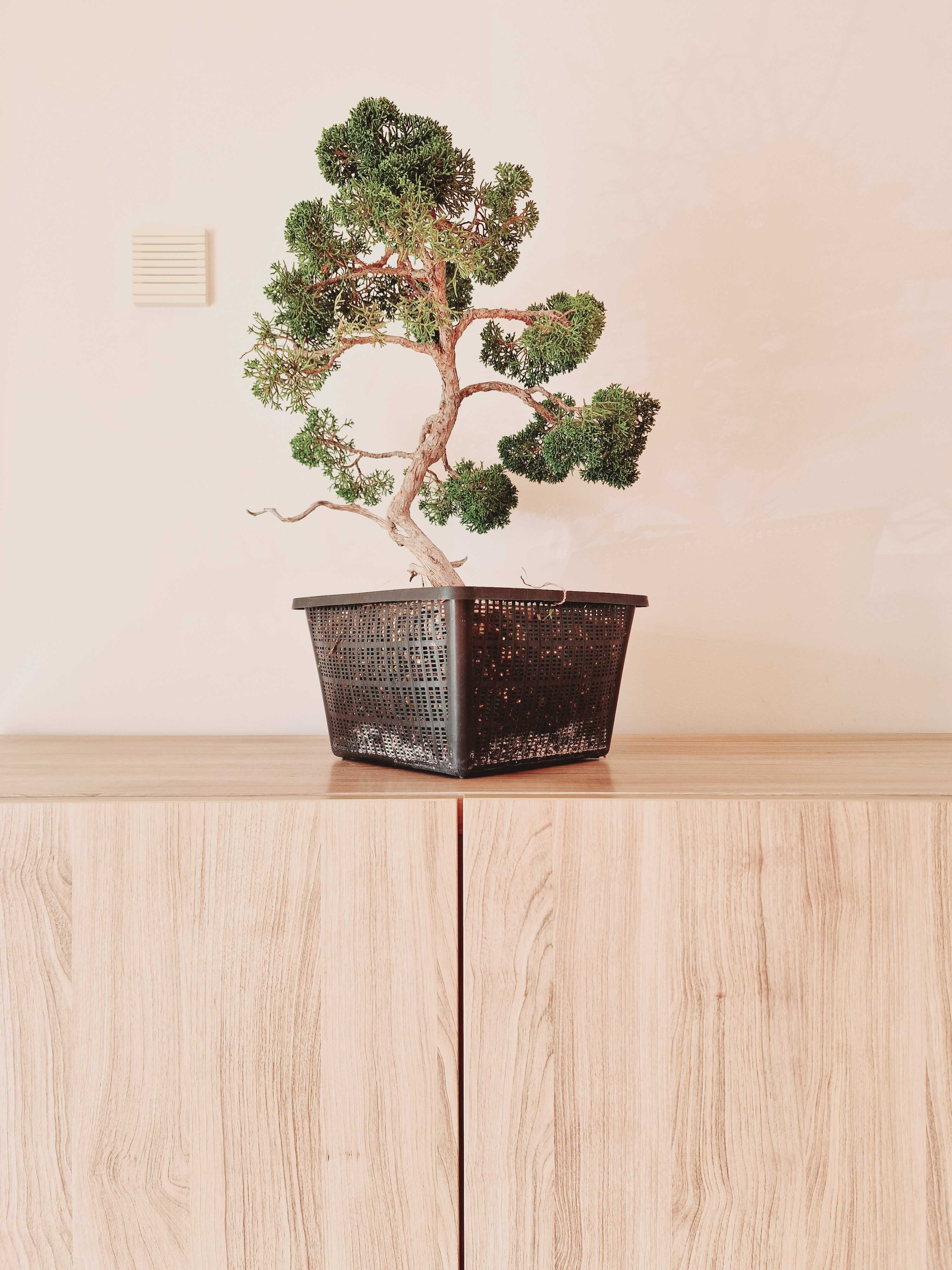 Juniperus "Itoigawa", bonsai