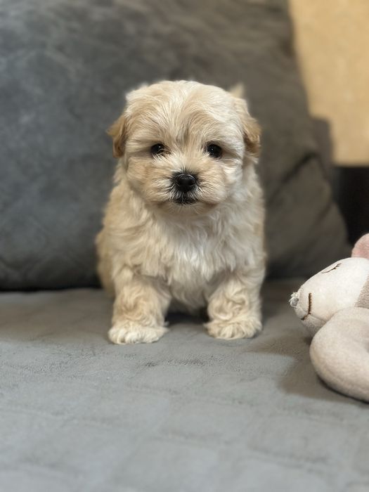 міні дівчинка Мальтіпу — неймовірна крихітка 1,5 місяця.