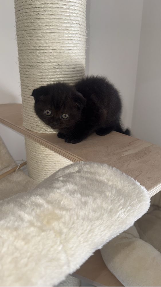 Scotish shorthair
