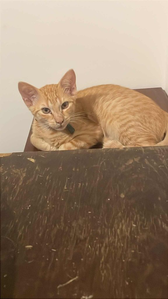 Dasse Gatinho Laranja