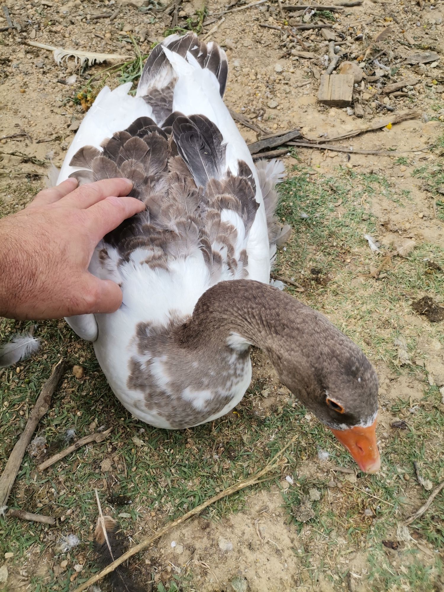 Patos gansos Toulouse vários tamanhos hos