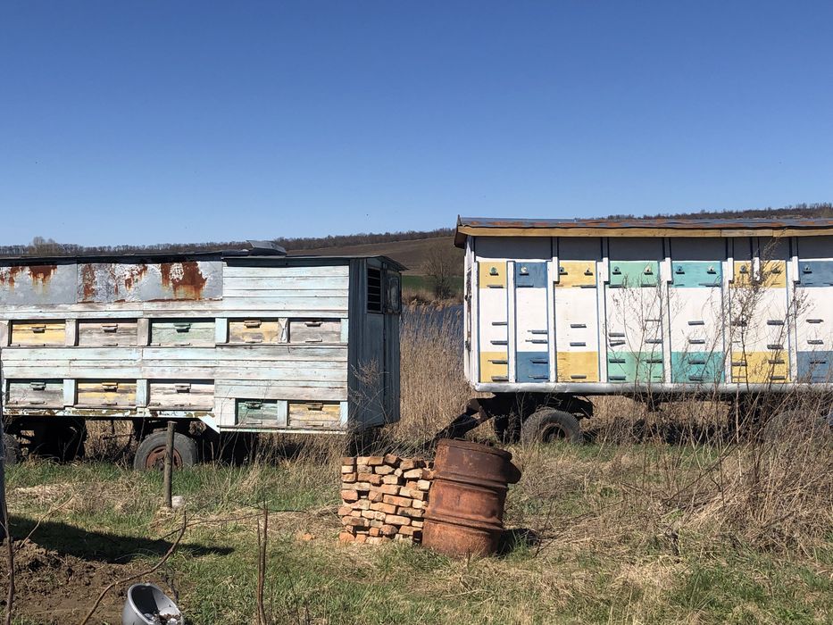 Продам пасіку кочеву