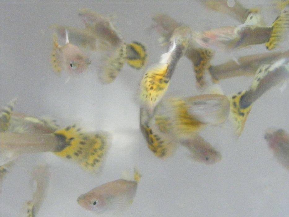 Gupik Cobra Yellow - ryba krajowa