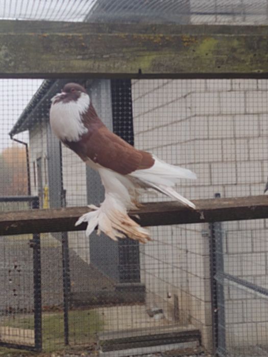 Garłacze Garłacz Pomorski samica 25r