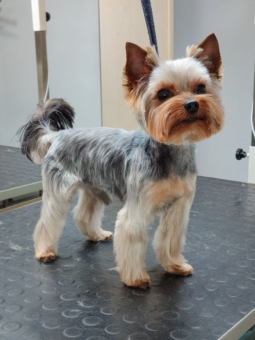 Стрижка собак та котів