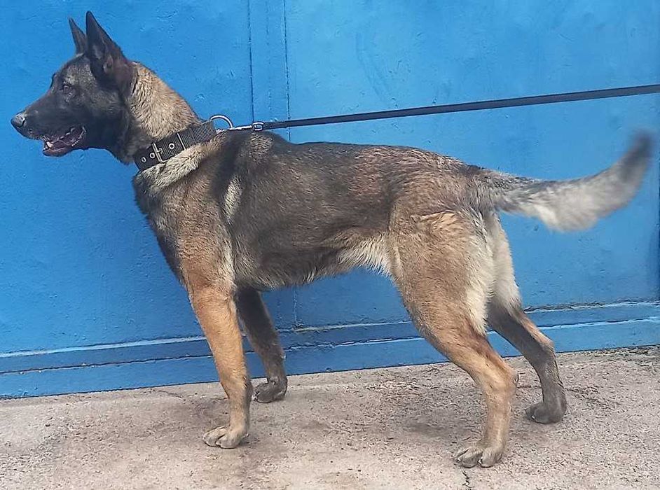 Цуцики бельгійської вівчарки