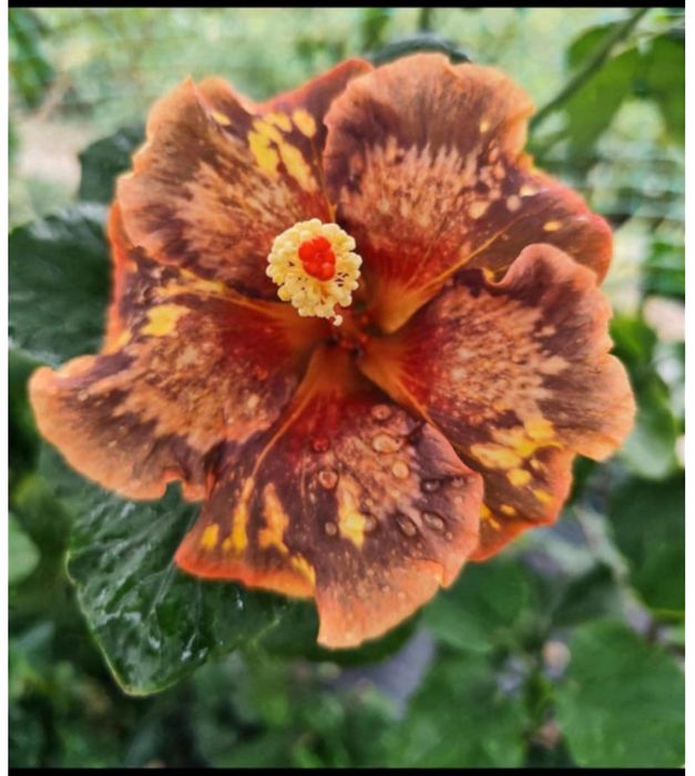 Привтивки гибискусов