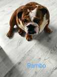 Buldog Angielski  piesek Rambo .