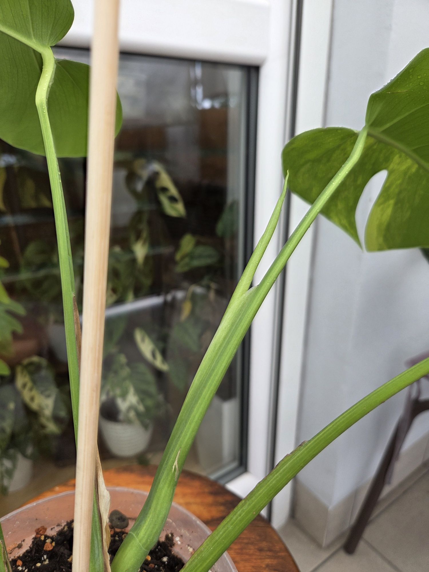 Monstera Aurea-Marmorata.