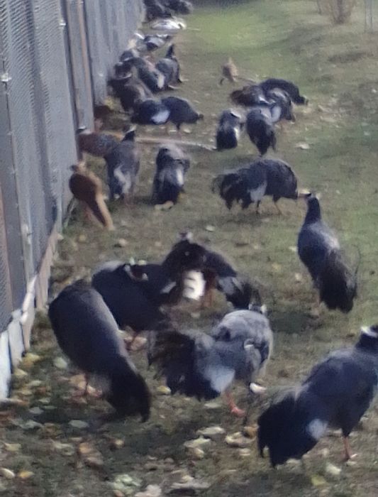 Sprzedam bażanty diamenty inne