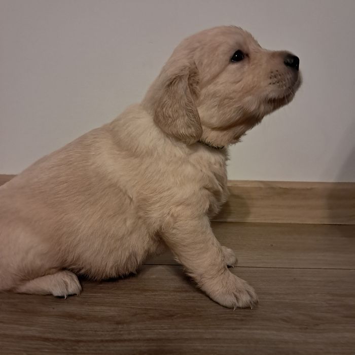 Szczenię do rezerwacji