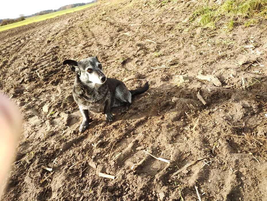Oddam za darmo dwie suczki wysterylizowane  w dobre ręce