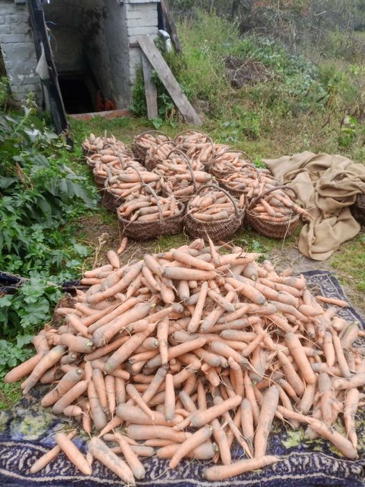 Продам моркву солодку.