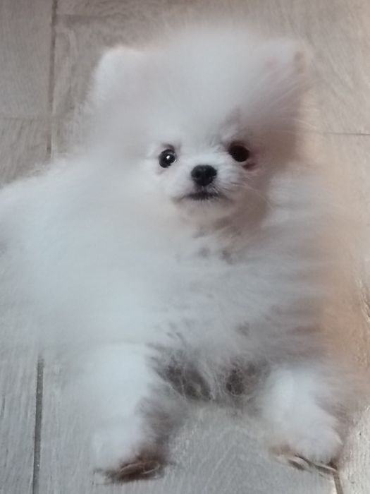 Pomeranian z paszportem, biały piesek