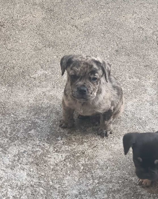 Bulldog francês Merle   bebe