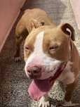 Pitbull red nouse para Adocão Responsavel