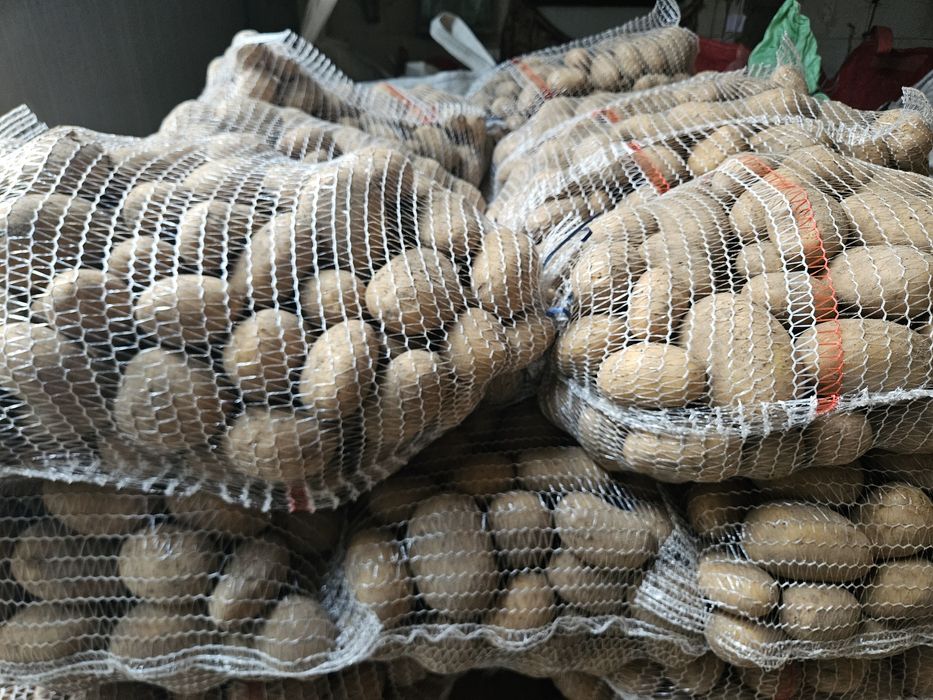 Ziemniaki Catania +45, możliwość transportu