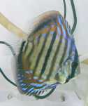 Peixe Discu Royal Heckel Cross 10cm