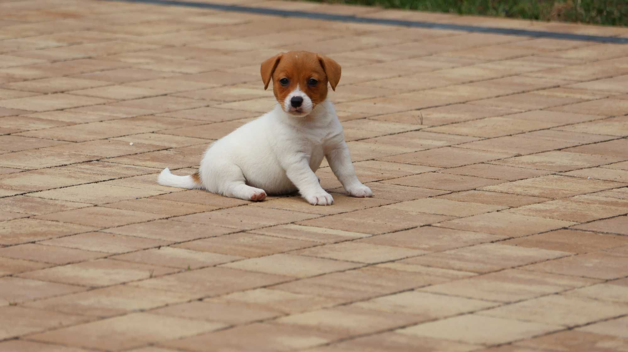 Suczka MONA Jack Russell Terrier z hodowli "BREFIO "/bad.genetyczne