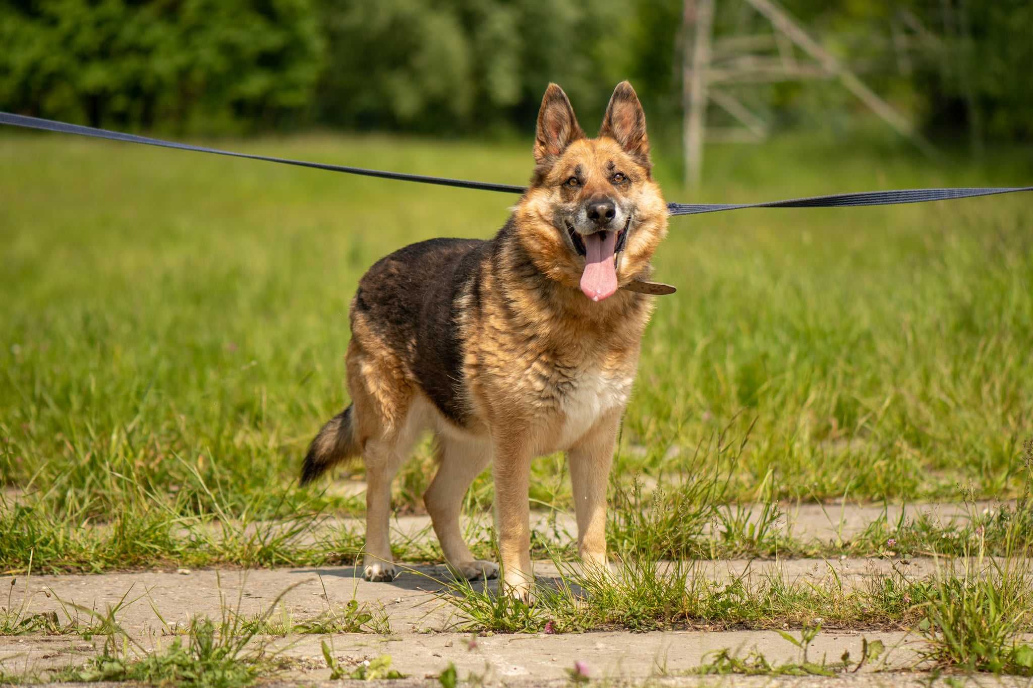 Alfi czeka na dom