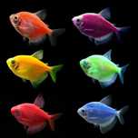 Тернеція глофіш, акваріумні рибки, Тернеция GloFish, светящиеся рыбки