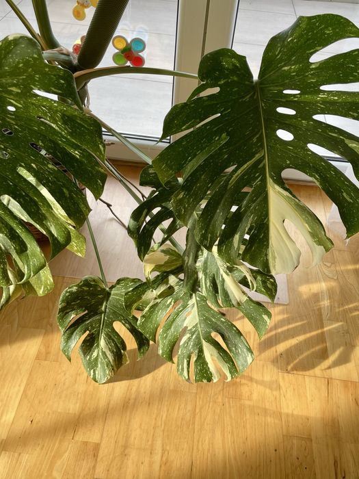 Monstera thai constellation XXL