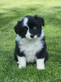 Border Collie ZKwP/FCI