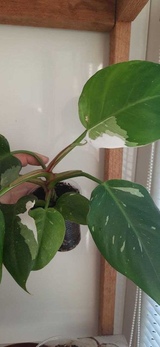 Філодендрон Біла Принцеса