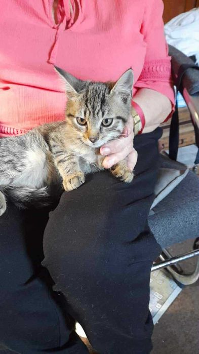 Małe koty do adopcji