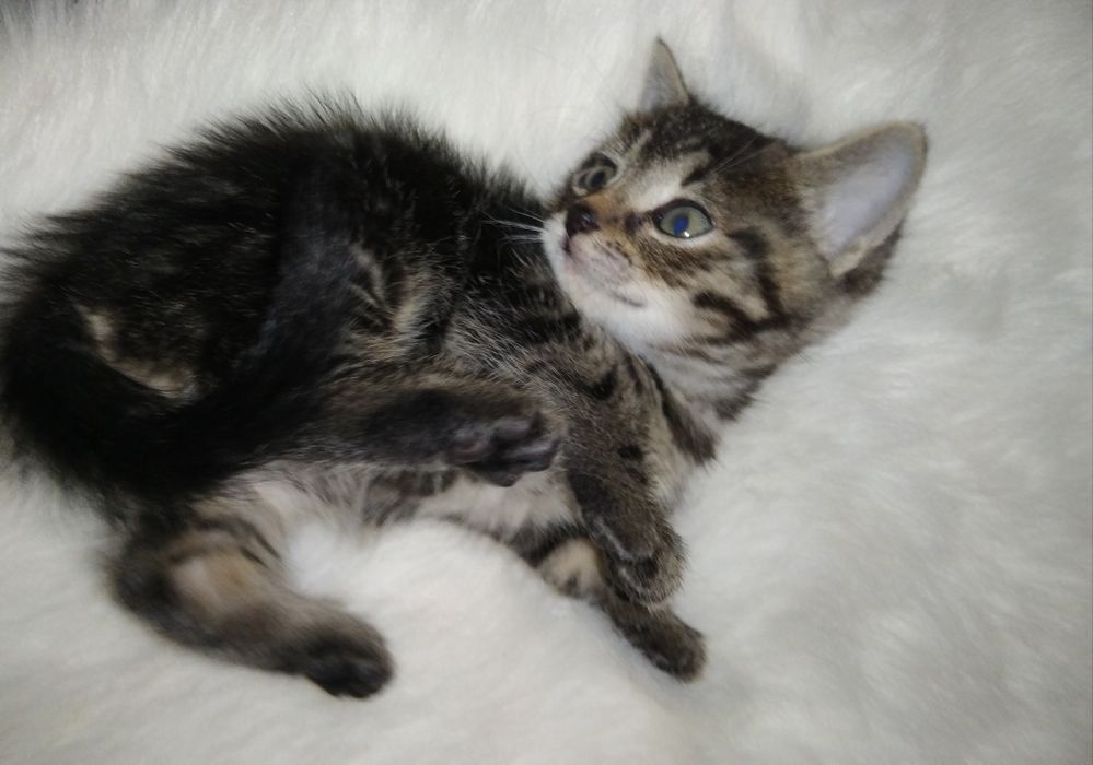 Пухнастий комочок щастя.