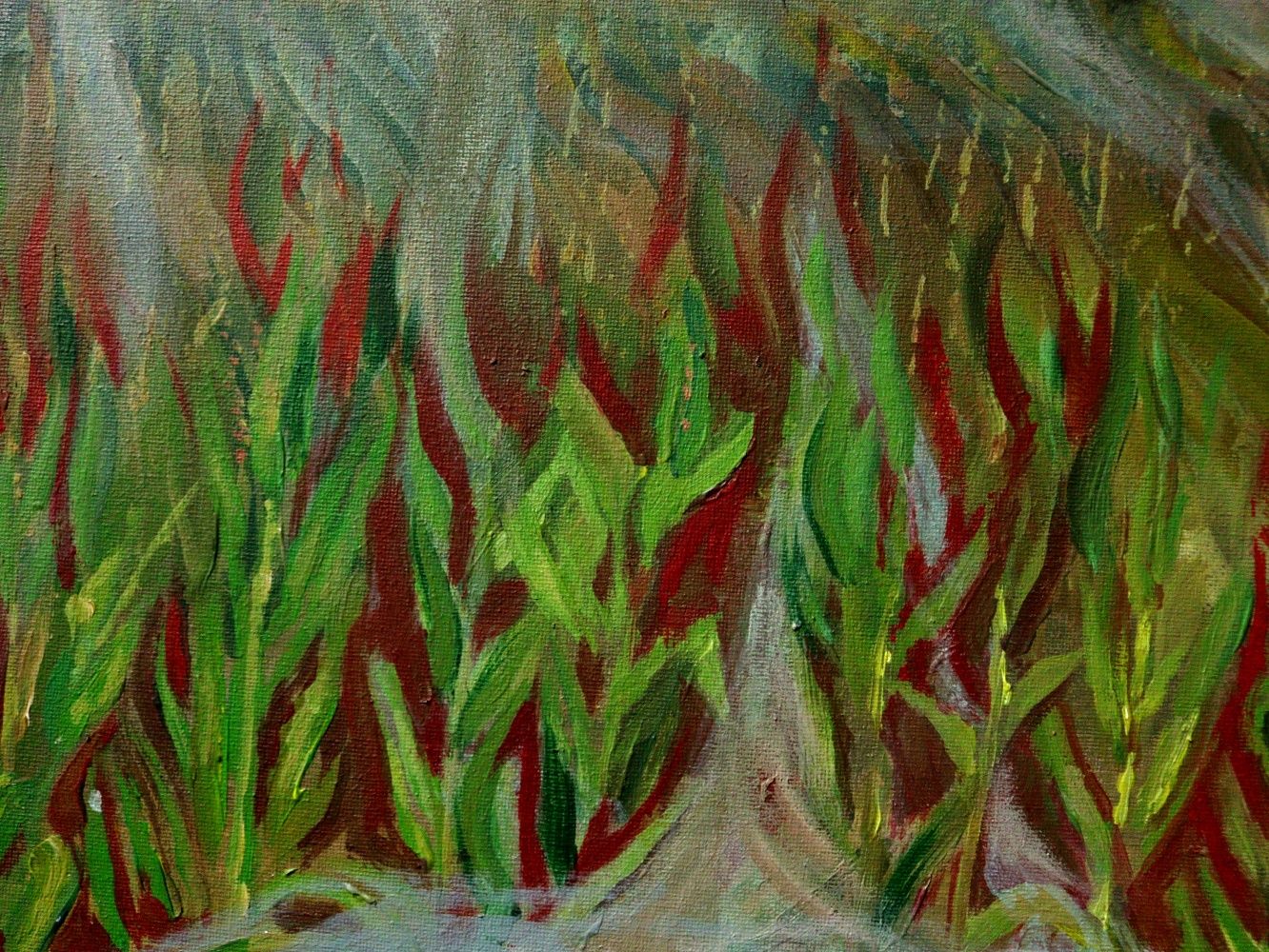Obraz  50x70cm "Pole kukurydzy po deszczu"
