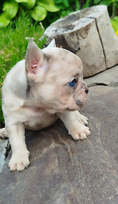 Французята - хлопчики й дівчата