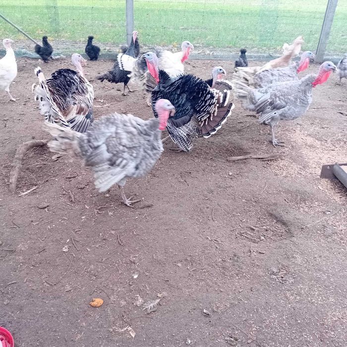 Sprzedam indyki tegoroczne