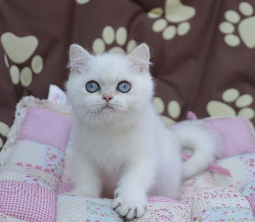 Британский котик колорного окраса