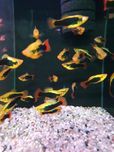 Zmienniak Variatus Hawai Kraków (Swoszowice)