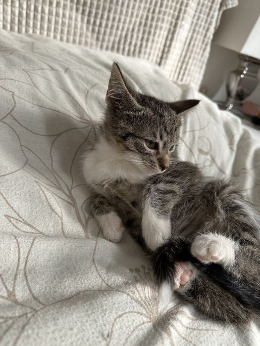 Mały kotek kocurek oddam za darmo