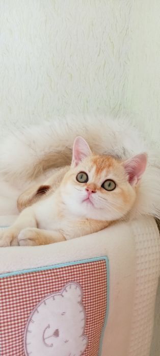 Сама нежность. Девочка золотая шиншилла