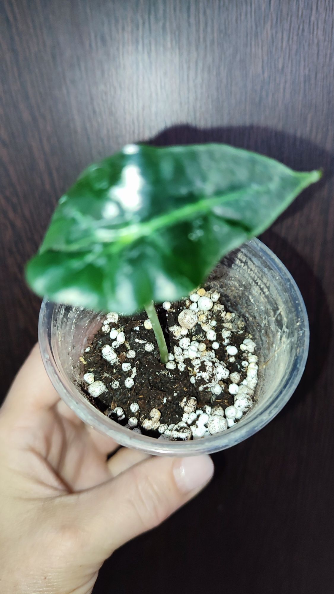 Alocasia Polly młoda obudzona bulwa