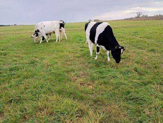 Sprzedam jałówki wysokocielne 6 sztuk