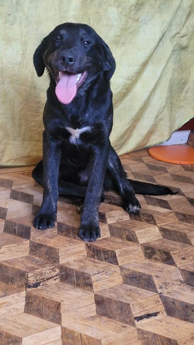 Черные голден ретриверы