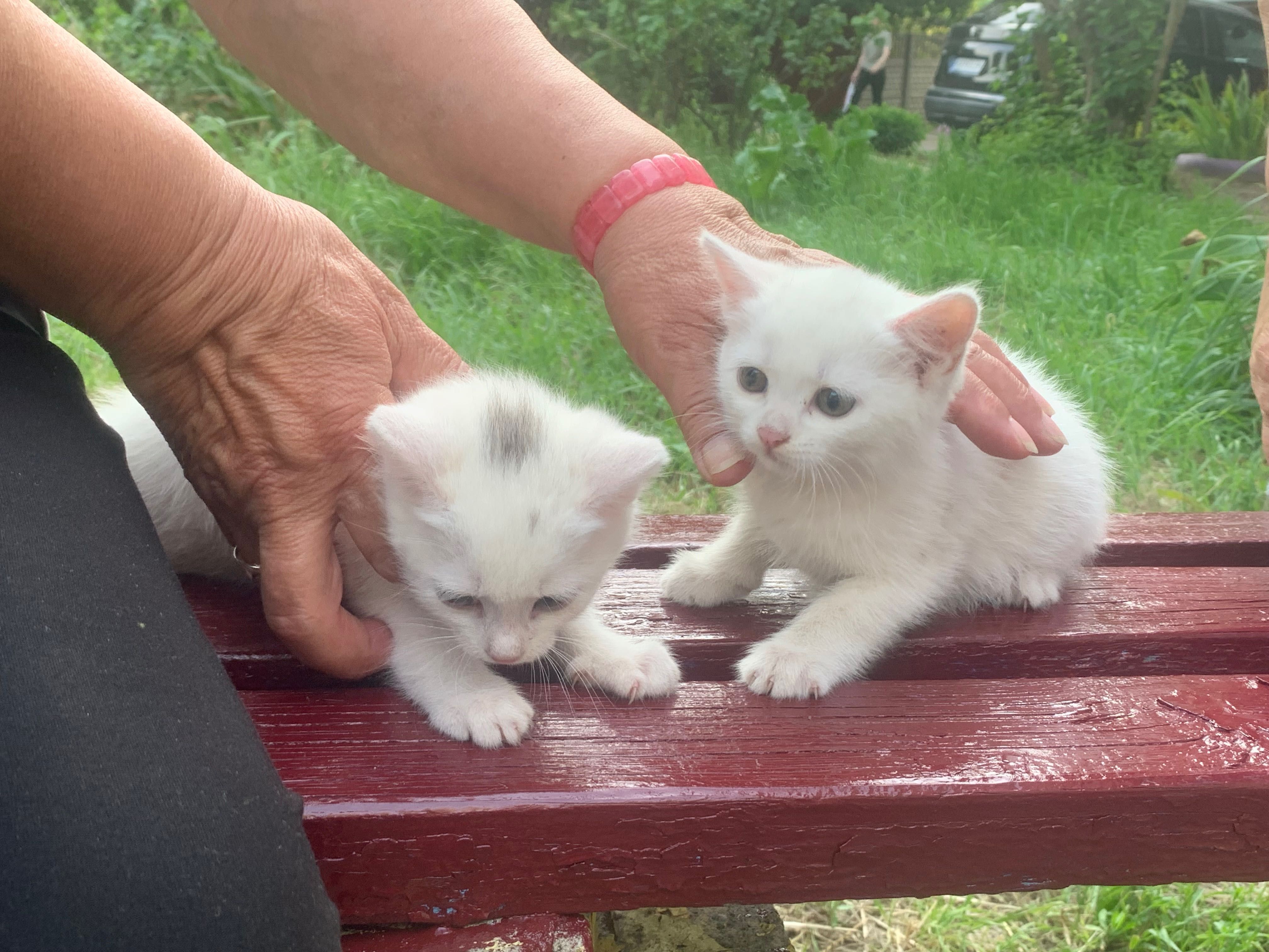Кошеня котенок безкоштовно