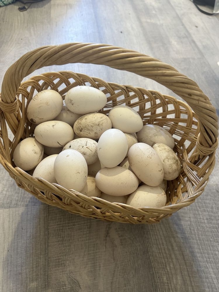 Інкубаційні Яйця домашні гусей сірих